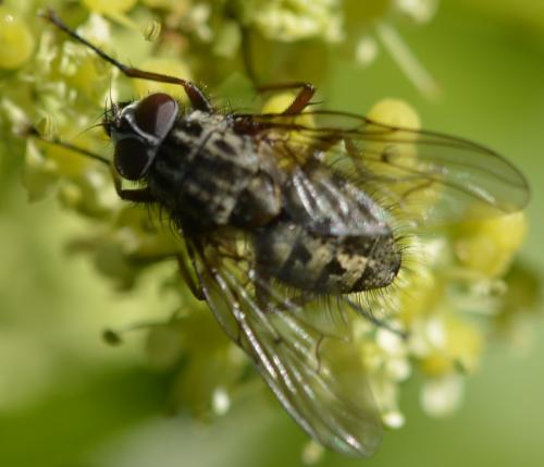 Réf. 263 332 : Phaonia errans
